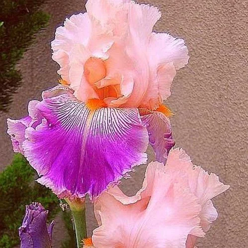 Multi-Varieties Iris Seeds, Heirloom Iris, 50pcs/pack