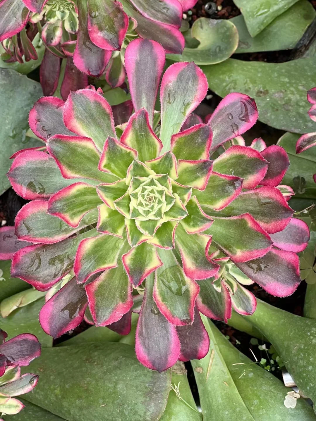 321.Tian he(Green red copper pot white brocade ) single head and cutting / Aeonium plants / Garden landscape / Carefully select healthy plants