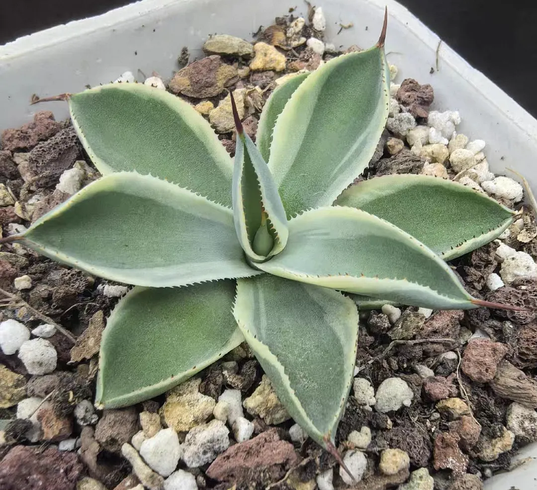 plant Aeonium Echeveria Haworthia  Caudex  Lithops Cactus  Agave 