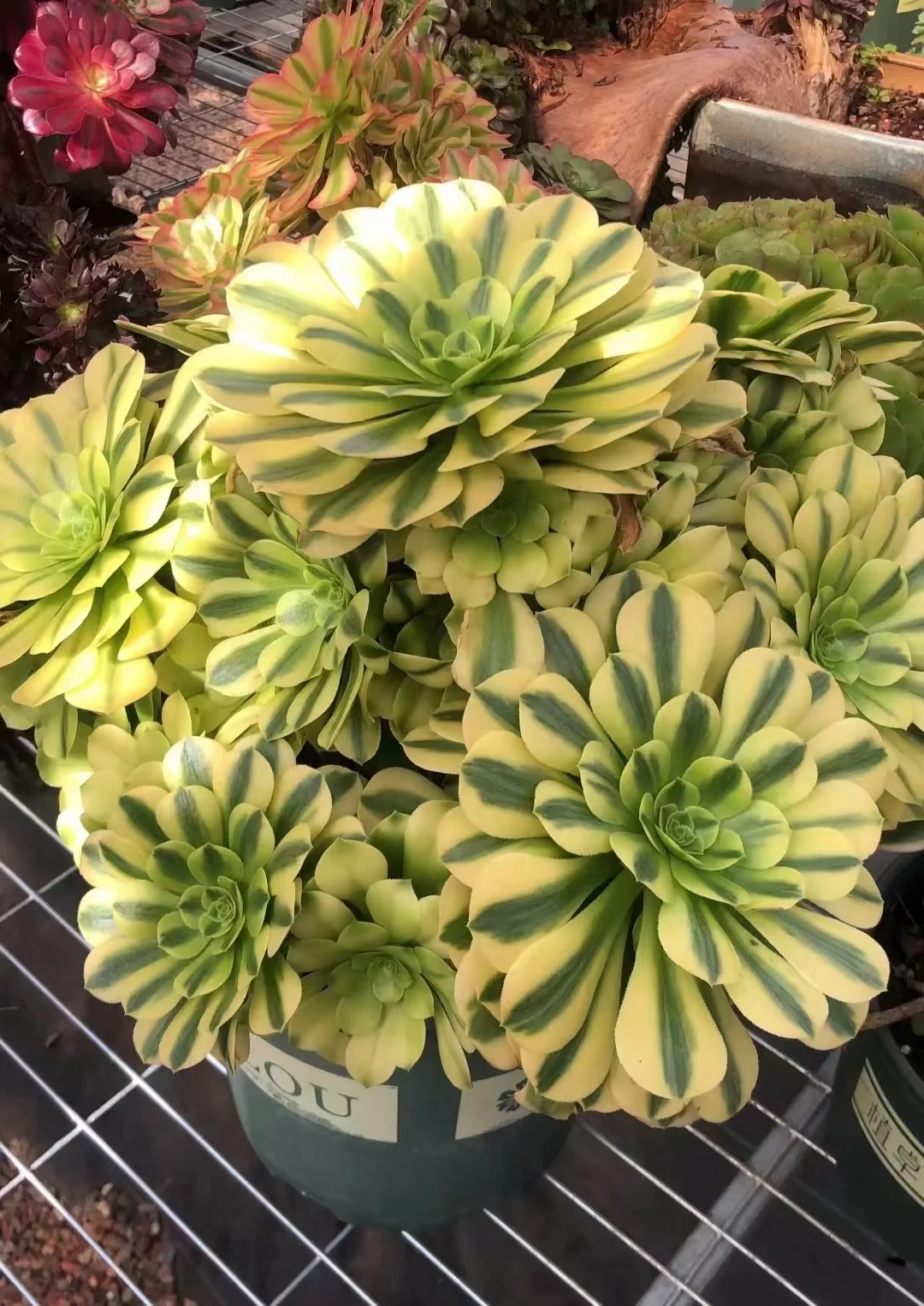 81.  Gold jade cluster  15-18cm 8 heads  / Aeonium cluster/ Succulent plants / Garden landscape / Carefully select healthy plants