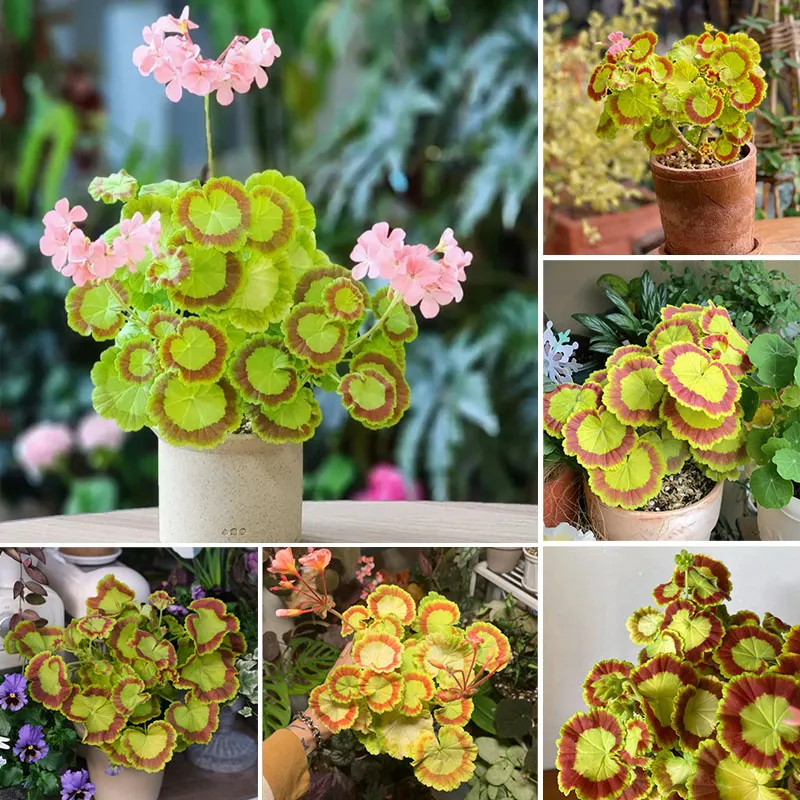 plant stand pots Metal Umbrella 43 Inches Plant Stand With Terracotta Planters