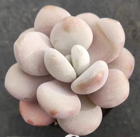 plant Aeonium Echeveria Haworthia  Caudex  Lithops Cactus  Agave 