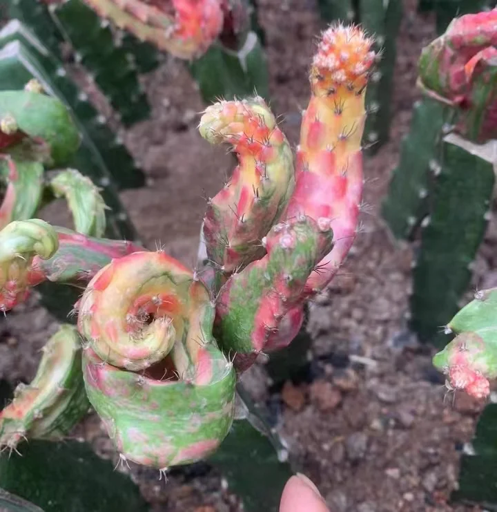 plant Aeonium Echeveria Haworthia  Caudex  Lithops Cactus  Agave 