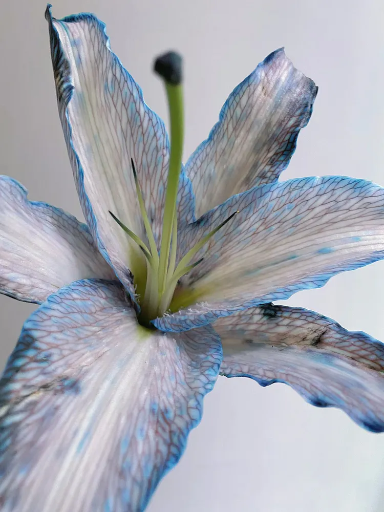 Gray-Blue Lily