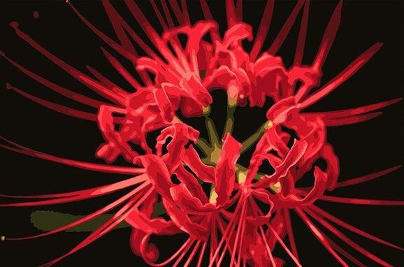 

Red Shore Flower – Paint By Numbers - 40*50CM, 501 Original