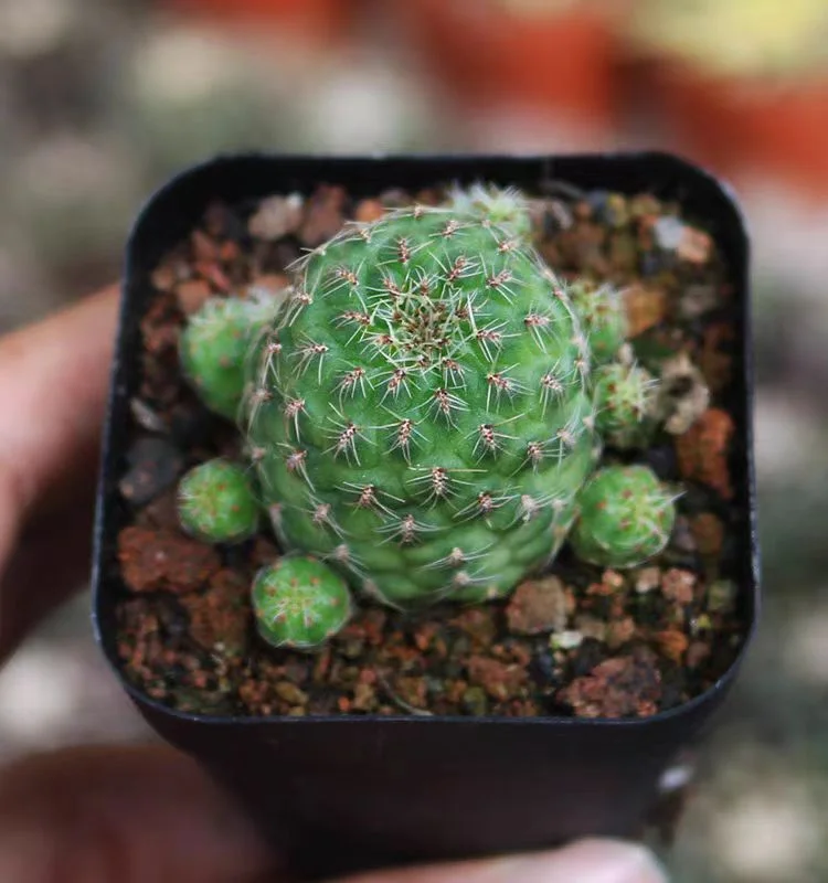 plant Aeonium Echeveria Haworthia  Caudex  Lithops Cactus  Agave 