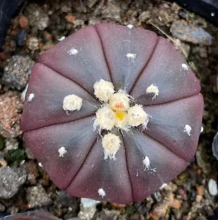 579. Purple leather bag. has roots 3-4cm/Cactus plants / Succulent plants / Garden landscape / Carefully select healthy plants