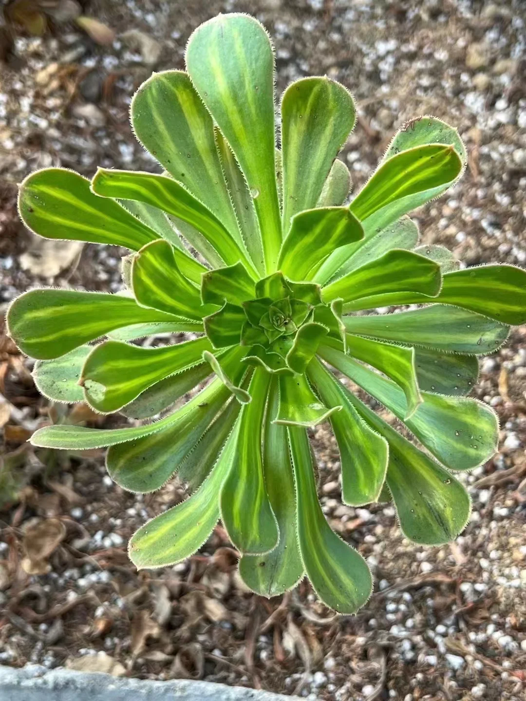 620.  Buluochun.  single head and cutting/ Aeonium  plants / Garden landscape / Carefully select healthy plants