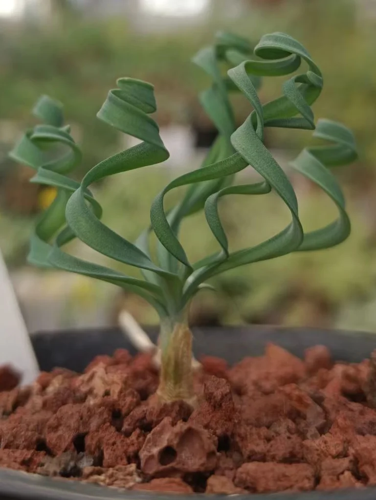 plant Aeonium Echeveria Haworthia  Caudex  Lithops Cactus  Agave 