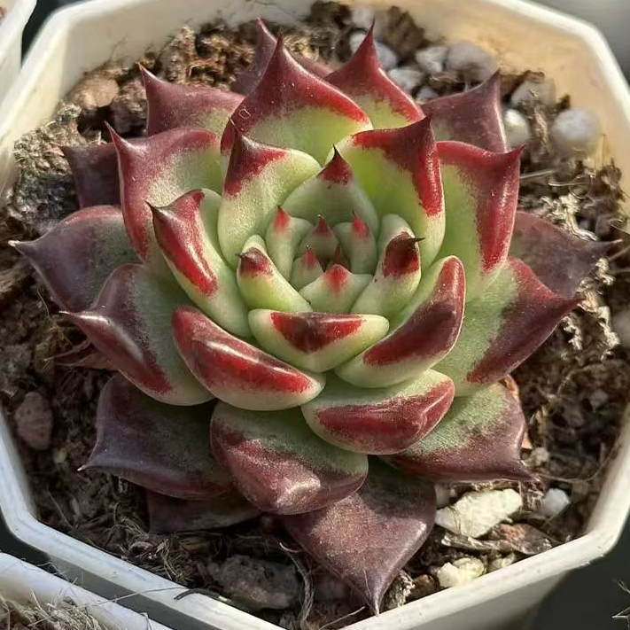 plant Aeonium Echeveria Haworthia  Caudex  Lithops Cactus  Agave 