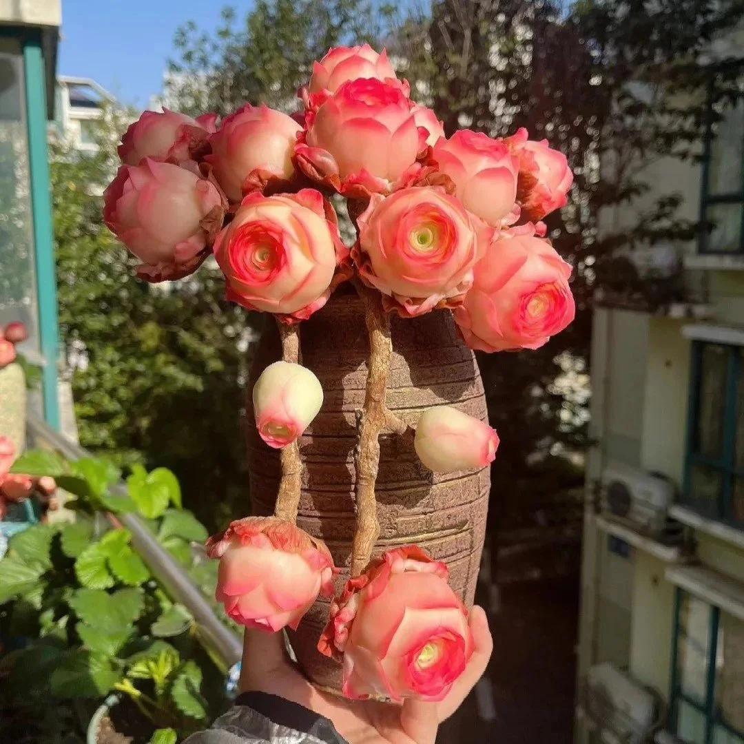 🌱🌹Mountain Rose: Beauty That Never Fades. Even for Newbie Blades!🌺