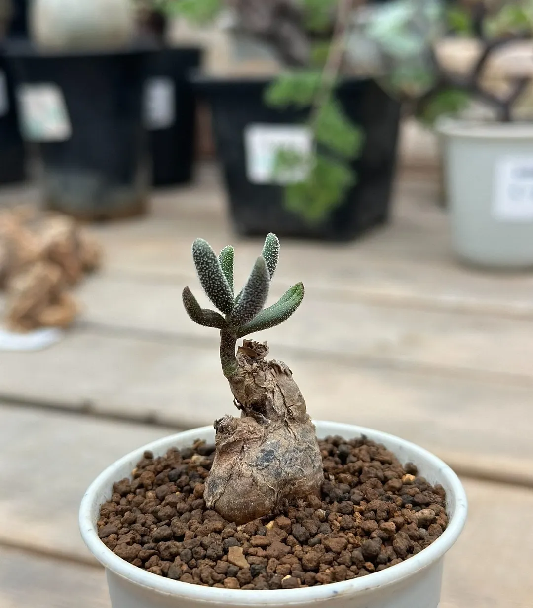 plant Aeonium Echeveria Haworthia  Caudex  Lithops Cactus  Agave 