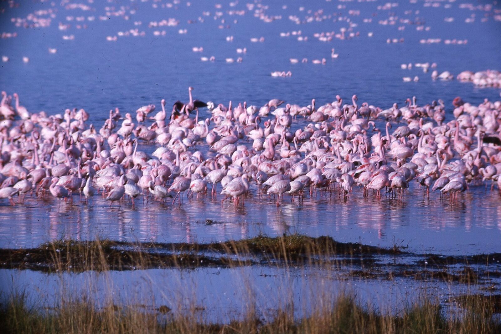 FLAMINGOS 35mm FOUND SLIDE Vintage COLOR Transparency ORIGINAL Photo Poster painting 111 T 3 B