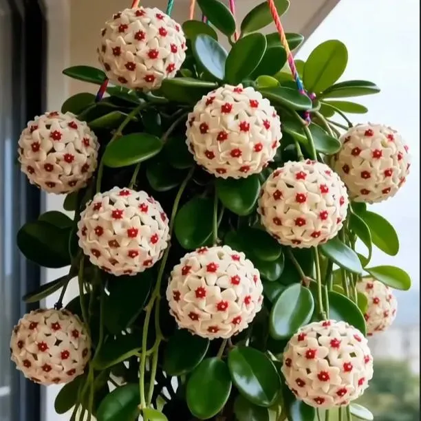 ✨Hoya Bulbs- Stars falling from the sky✨