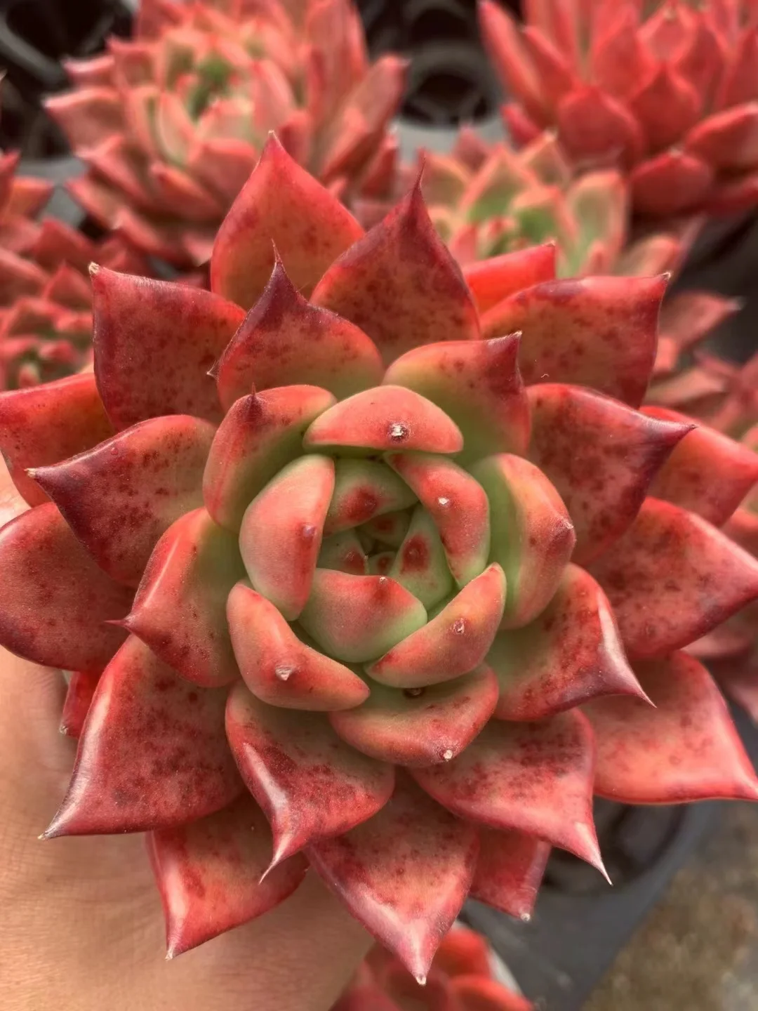 531. Echeveria  Armstrong . single  head 4-5cm / Echeveria/ Succulent plants / Garden landscape / Carefully select healthy plants