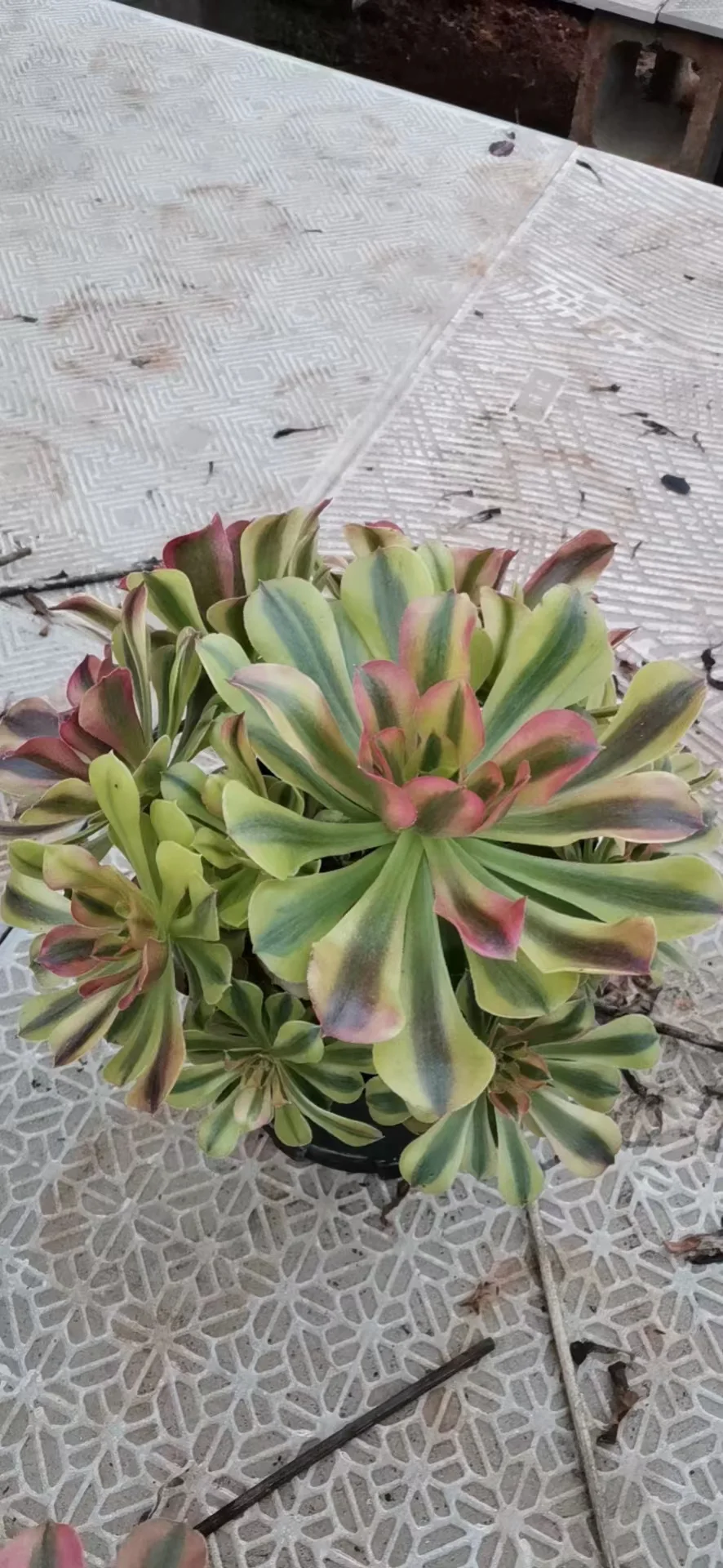 plant Aeonium Echeveria Haworthia  Caudex  Lithops Cactus  Agave 