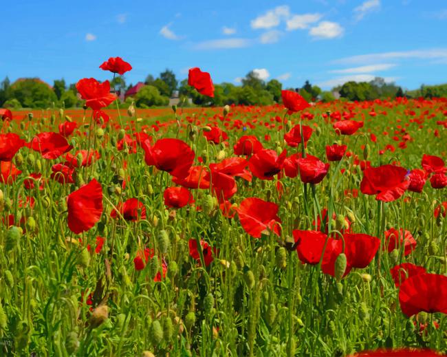 

Poppy Flowers Field – Paint By Numbers - 40*50CM, 501 Original