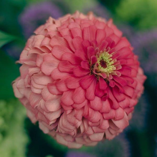 Zinnia Benary's Giant Coral Flower | X 30 Seeds