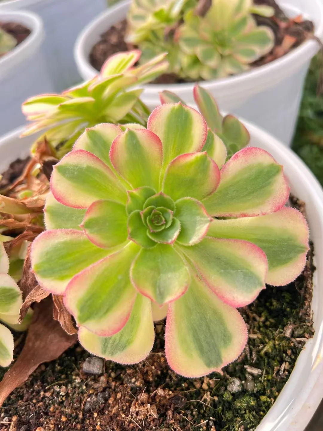1049.  Hallowenn var,Rain lotus single head and cutting/Aeonium single head and cutting/Aeonium plants/Succulent plants / Garden landscape / Carefully select healthy plants