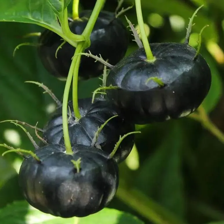 🎉Small Version Of Pumpkin🎃-Red Ginseng Seeds🍅
