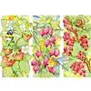 Bee-Snail-Berry-14CT Stamped Cross Stitch 44*32cm/17.32*12.6in