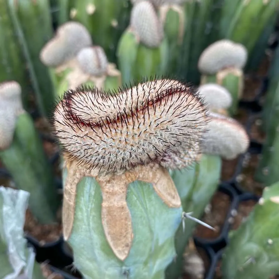 plant Aeonium Echeveria Haworthia  Caudex  Lithops Cactus  Agave 
