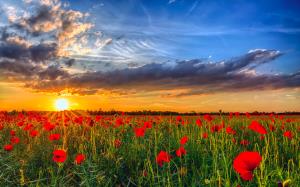 

Field With Red Poppies – Paint By Numbers - 40*50CM, 501 Original