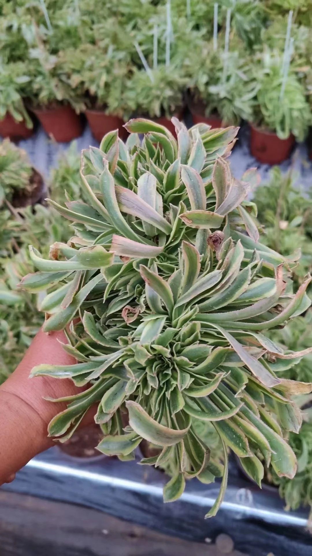 plant Aeonium Echeveria Haworthia  Caudex  Lithops Cactus  Agave 