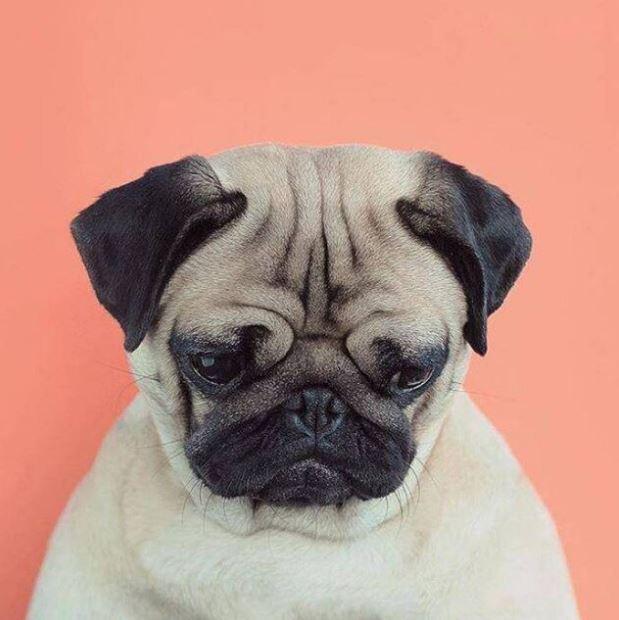 

Gloomy Dog – Paint By Numbers - 40*50CM, 501 Original