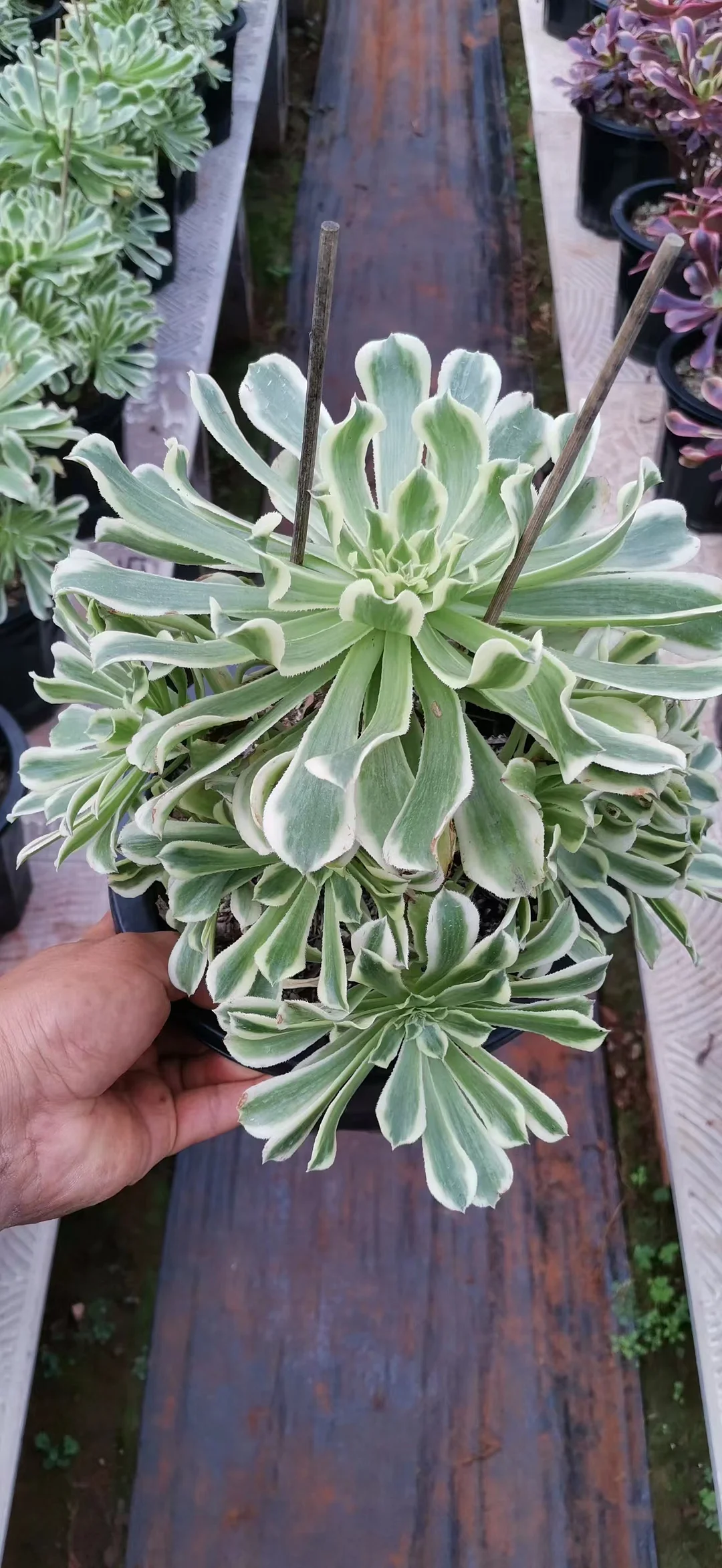 plant Aeonium Echeveria Haworthia  Caudex  Lithops Cactus  Agave 