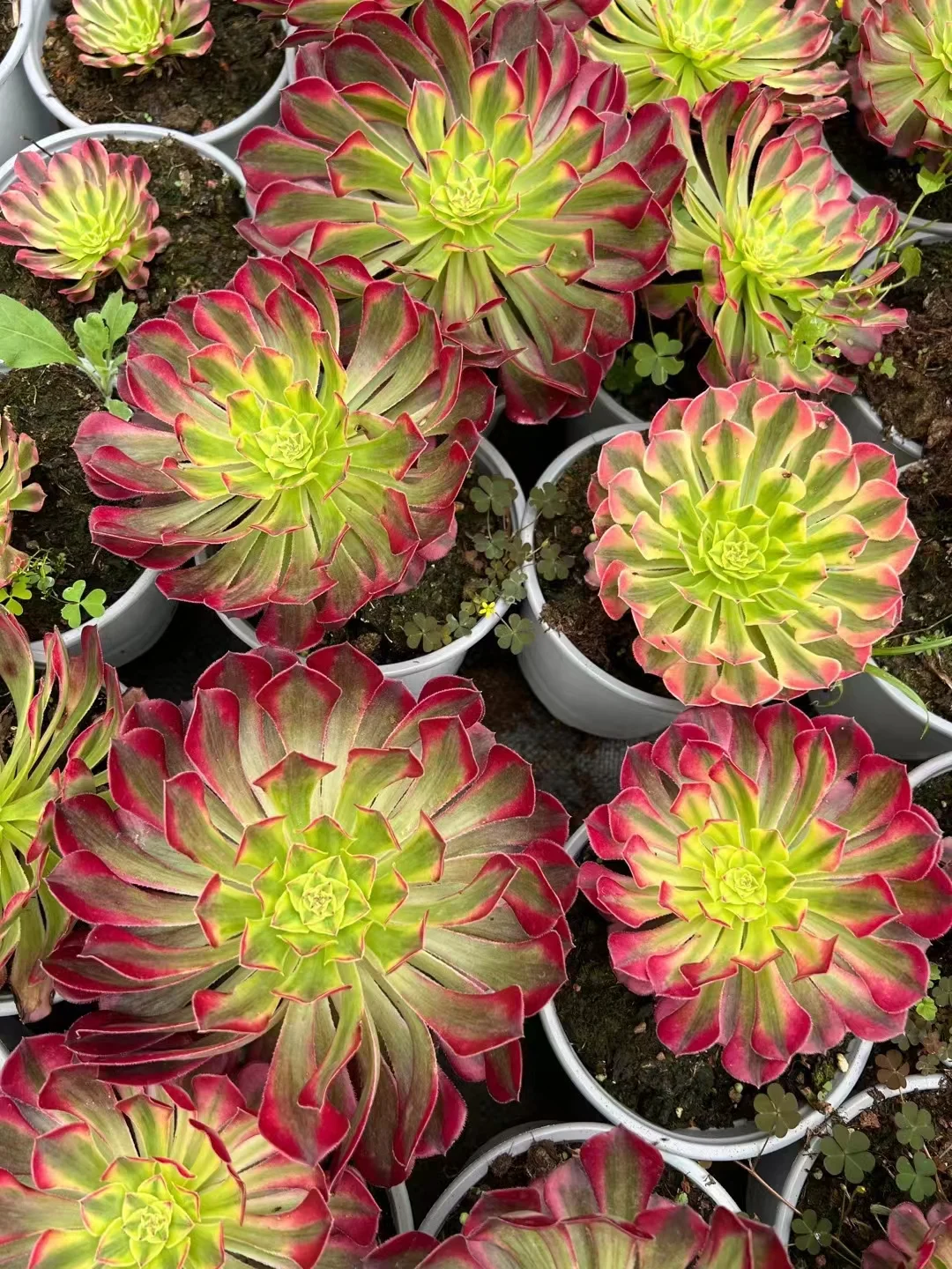 plant Aeonium Echeveria Haworthia  Caudex  Lithops Cactus  Agave 