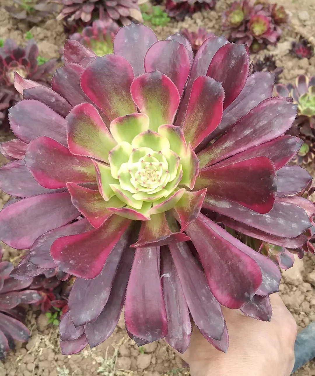 plant Aeonium Echeveria Haworthia  Caudex  Lithops Cactus  Agave 