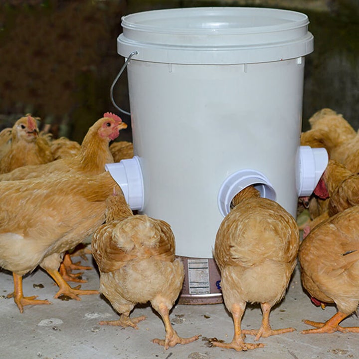 （2022 Spring Promotion）DIY Chicken Feeder (🔥promotion $12.98 Only Today!🔥)