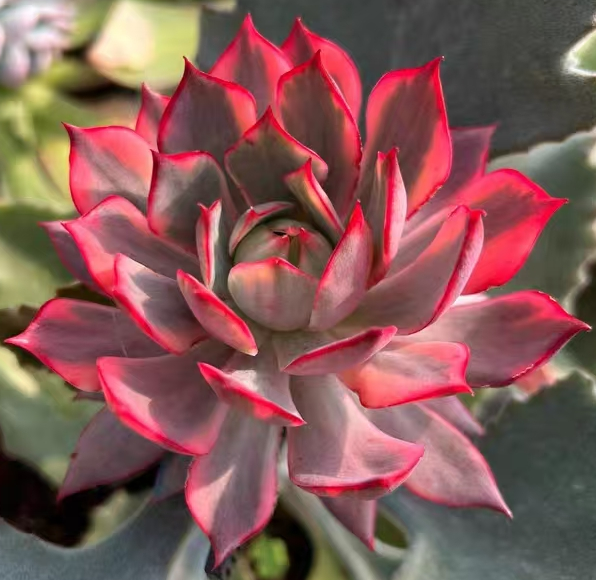 plant Aeonium Echeveria Haworthia  Caudex  Lithops Cactus  Agave 