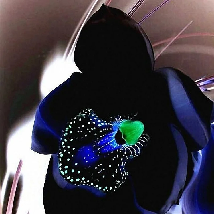 Egrow 50 PCS Rare Black Orchid Flower Seeds Exotic Orchid Home Garden Bonsai Planting Seeds