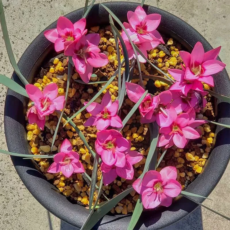 plant Aeonium Echeveria Haworthia  Caudex  Lithops Cactus  Agave 