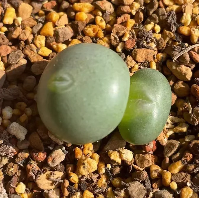 plant Aeonium Echeveria Haworthia  Caudex  Lithops Cactus  Agave 