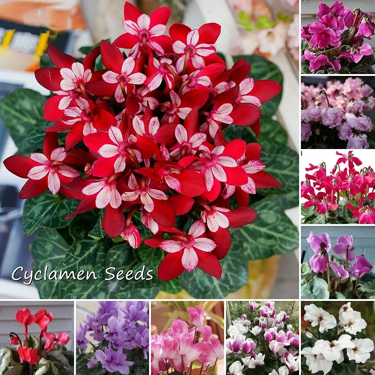 Cyclamen Seeds