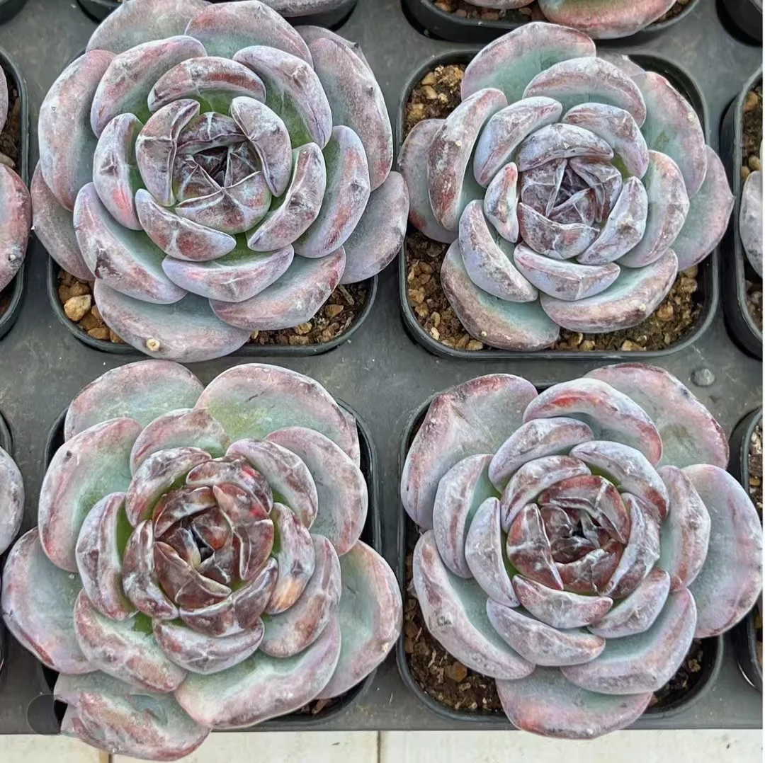 plant Aeonium Echeveria Haworthia  Caudex  Lithops Cactus  Agave 