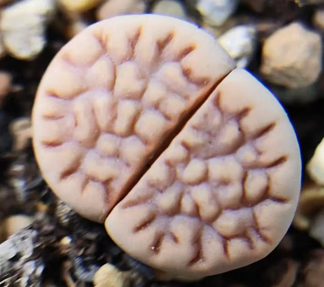 plant Aeonium Echeveria Haworthia  Caudex  Lithops Cactus  Agave 