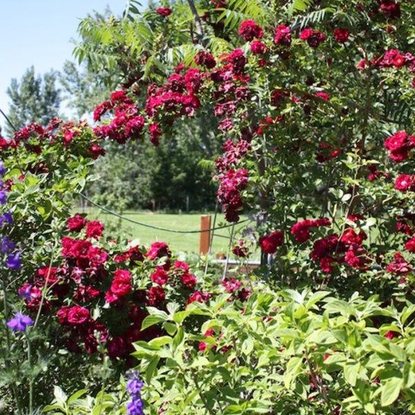 Explosion Climbing Rose Garden Seeds Jonyparkseed®