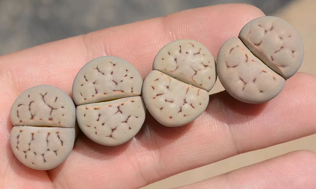 plant Aeonium Echeveria Haworthia  Caudex  Lithops Cactus  Agave 