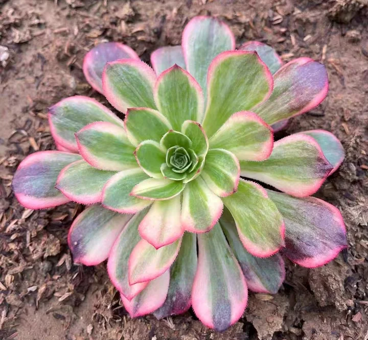 plant Aeonium Echeveria Haworthia  Caudex  Lithops Cactus  Agave 