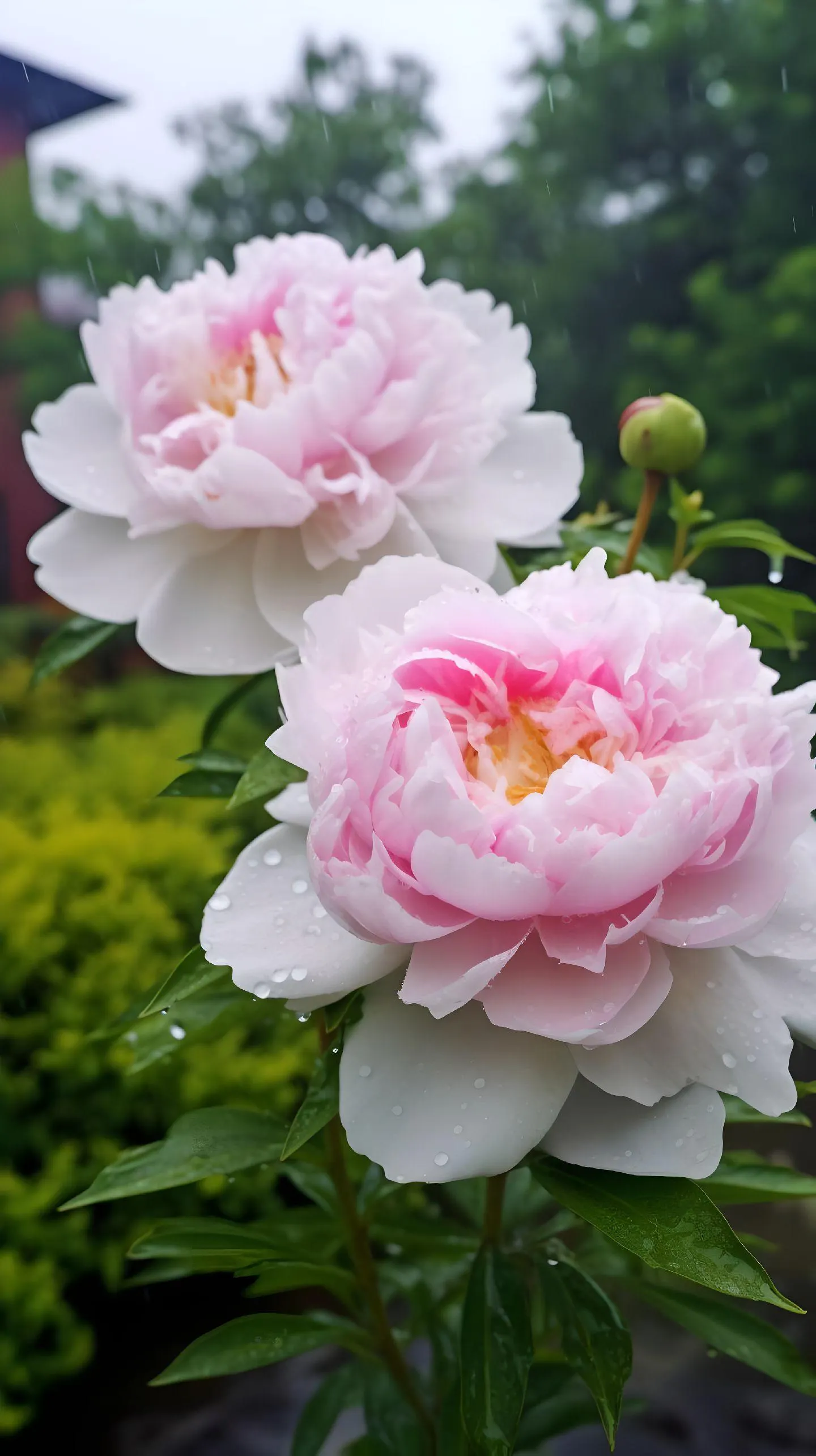 Green Peony Seeds – Symbol of luck and wealth