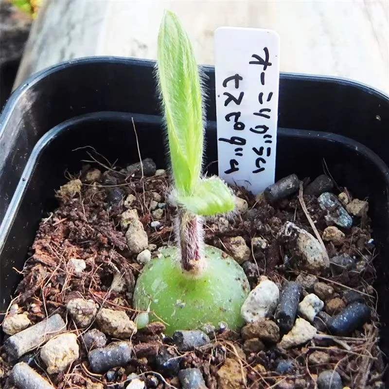 plant Aeonium Echeveria Haworthia  Caudex  Lithops Cactus  Agave 