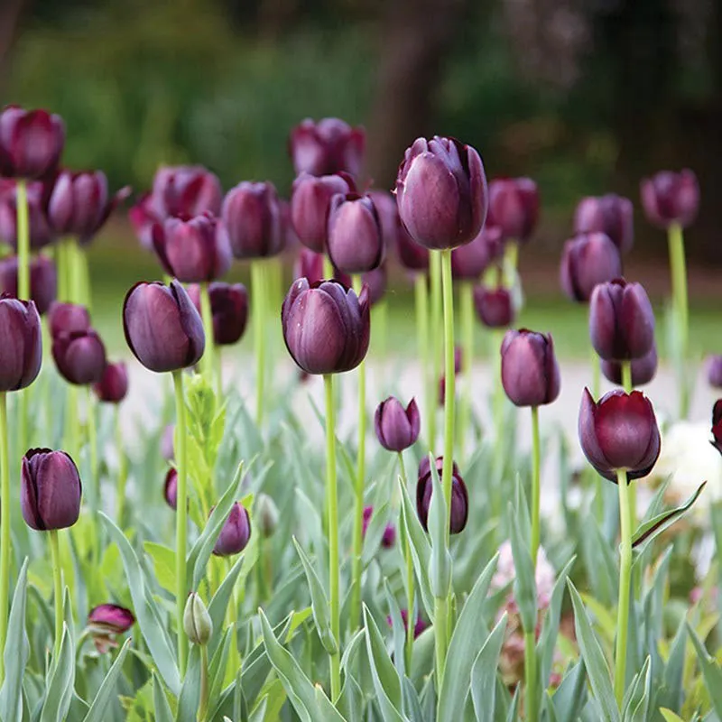 Queen of the Night Tulip Seeds