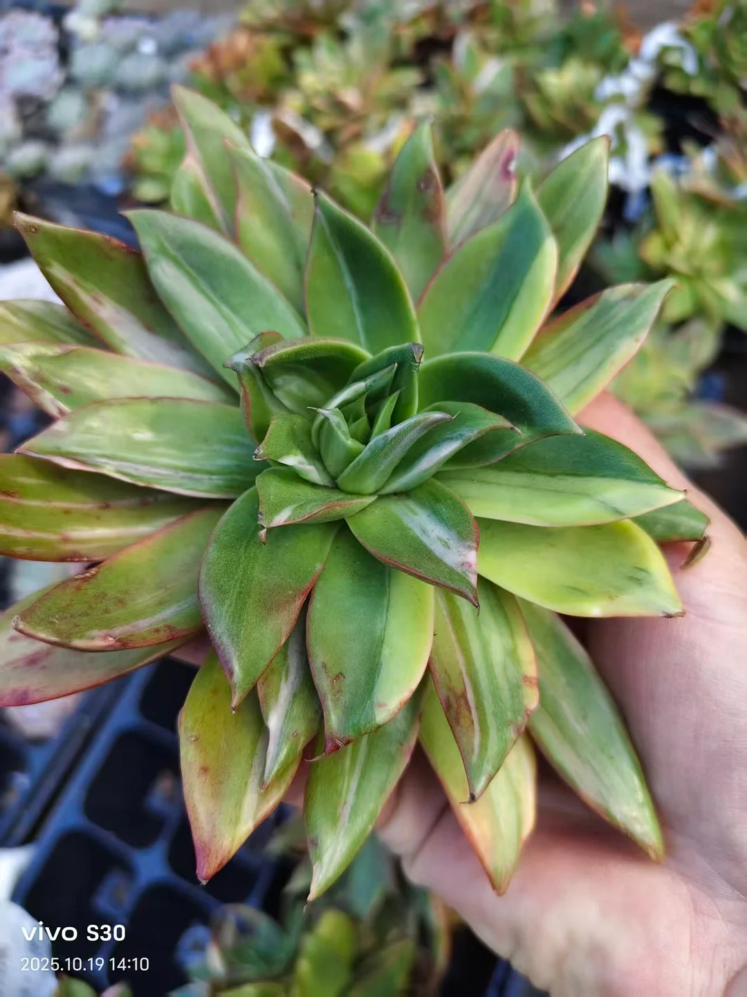 plant Aeonium Echeveria Haworthia  Caudex  Lithops Cactus  Agave 