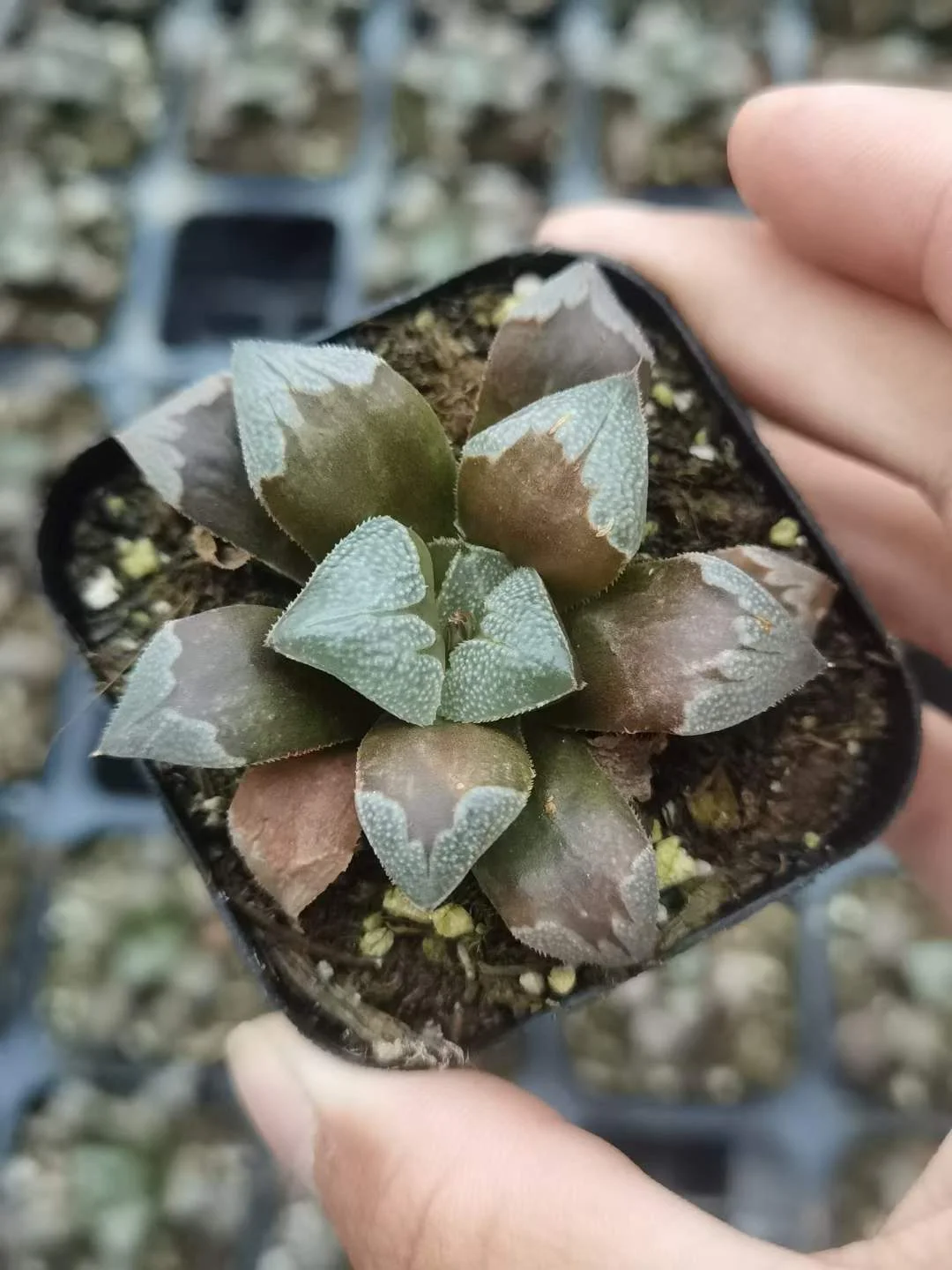 plant Aeonium Echeveria Haworthia  Caudex  Lithops Cactus  Agave 