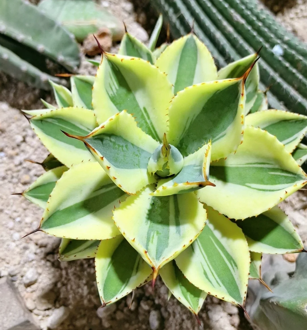 plant Aeonium Echeveria Haworthia  Caudex  Lithops Cactus  Agave 