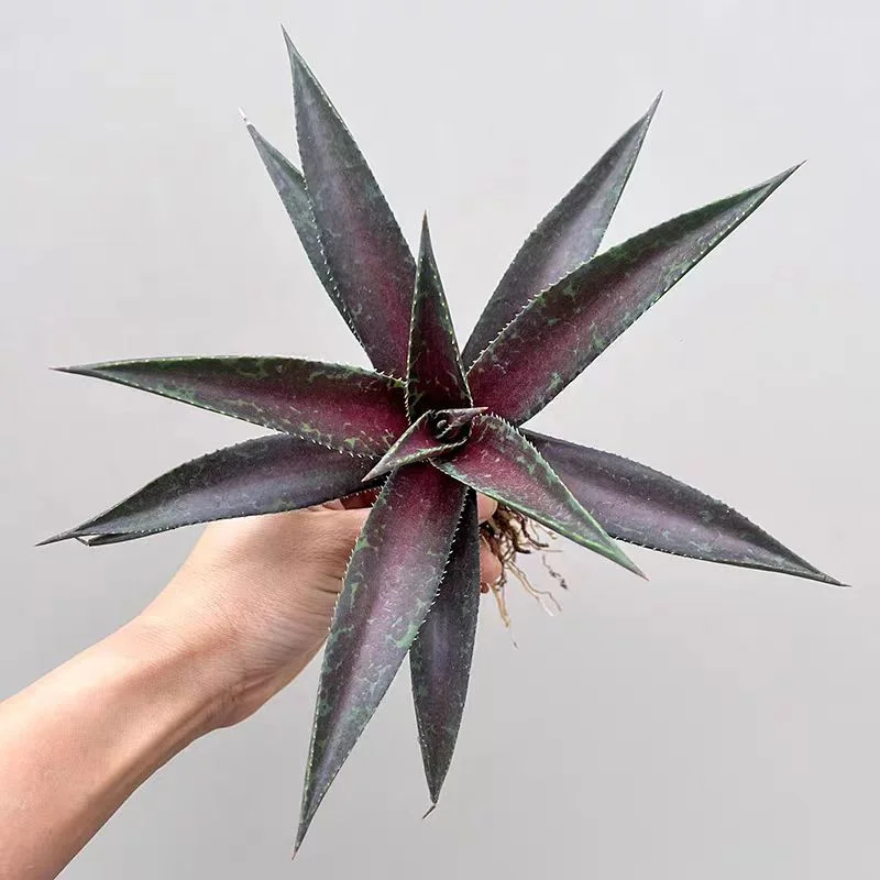 zwyw6.Agave Blazing Saddles 8-10cm/Agave plants / Succulent plants / Garden landscape / Carefully select healthy plants